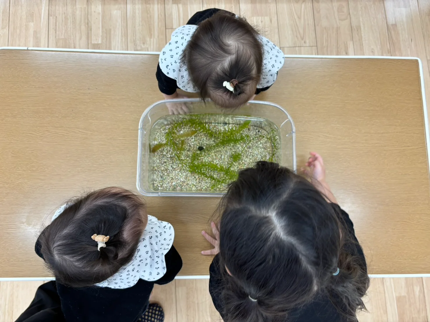 生き物とのふれあい